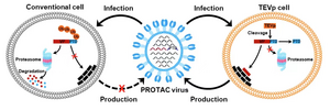 Schematic illustration of the generation of PROTAC viruses