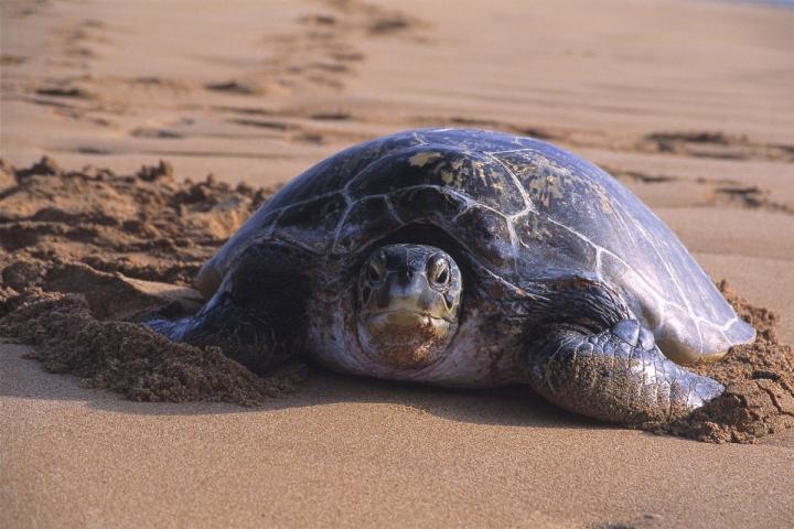 Green turtle in Western Australia