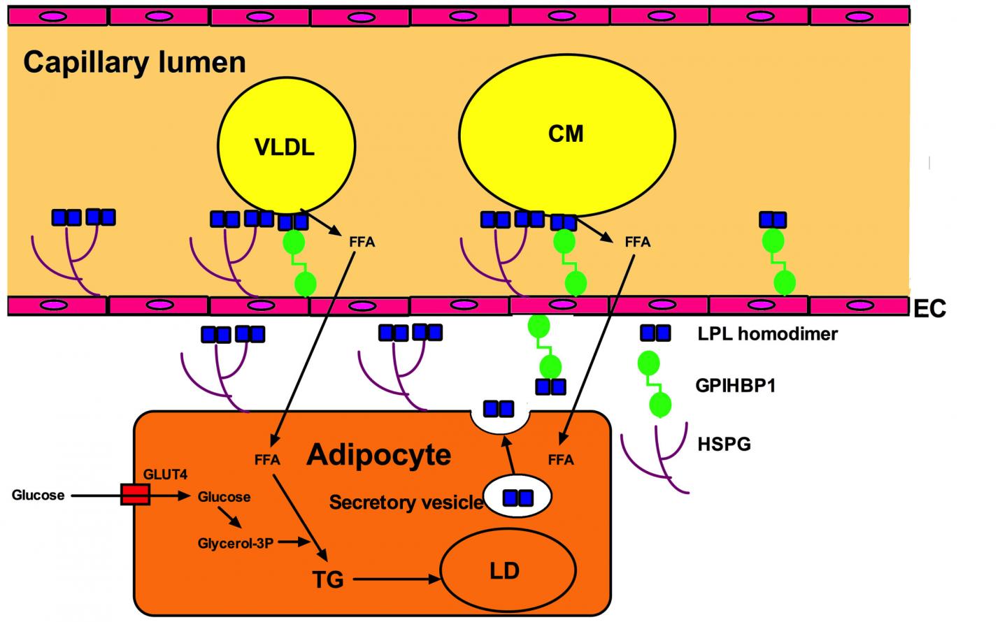 Diagram of Metabolic Pathways Followed by Fat until It Reaches the Cells that Regulate It