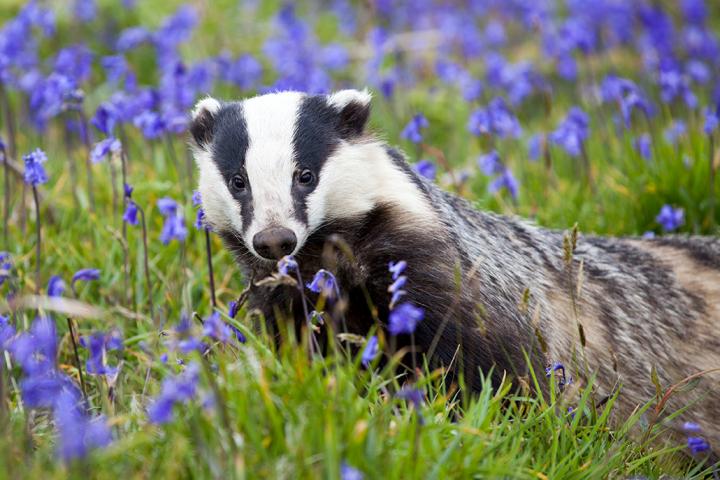 European Badger