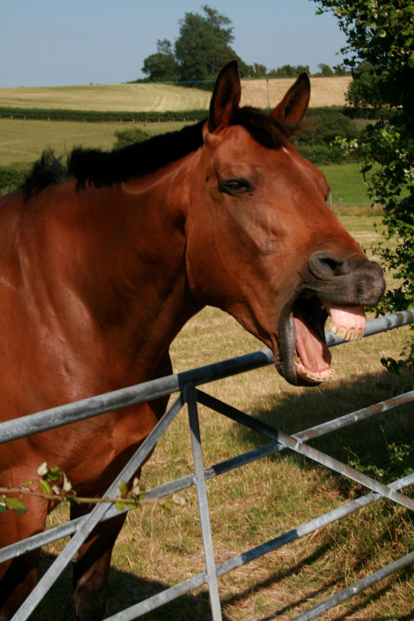 Horses and Humans Share Facial Expressions