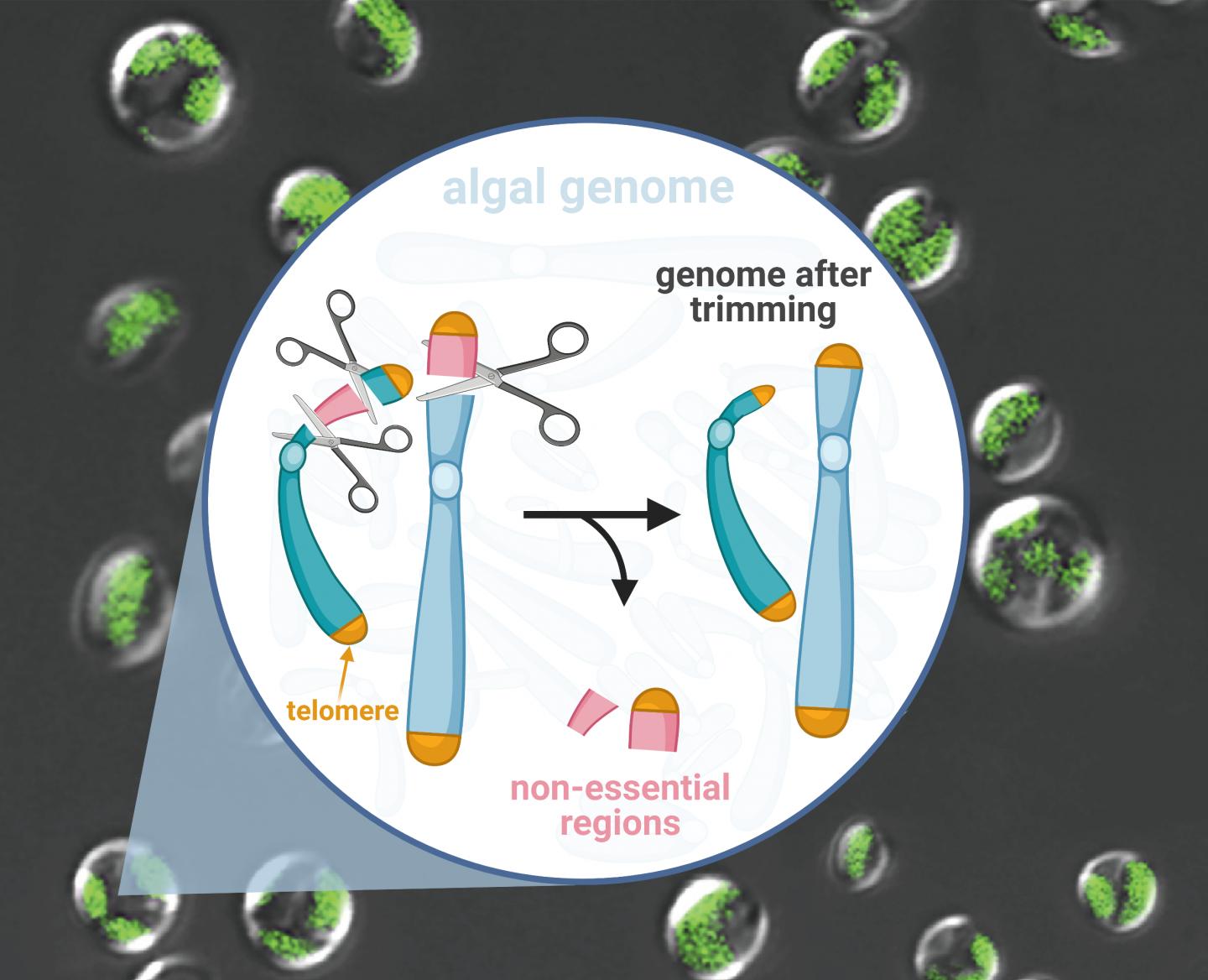 Hundred-kilobase fragment deletions in microalgae by Cas9 cleavages