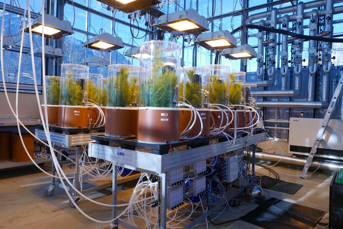 Experimental setup: In high-tech plant chambers