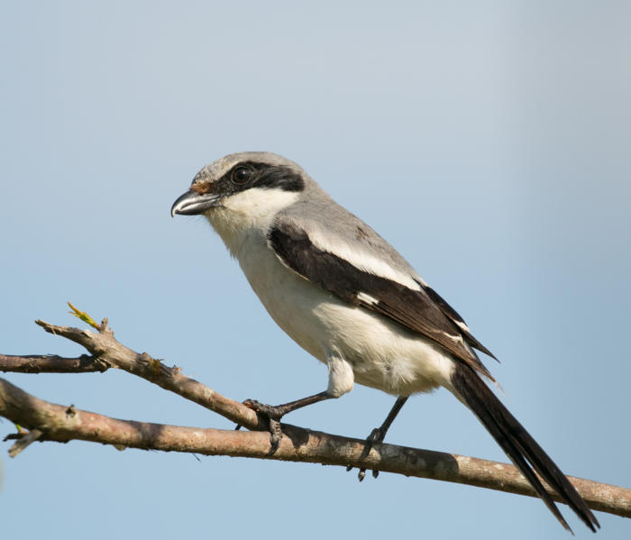 Bird Eye Size Tied to Habitat, Diet