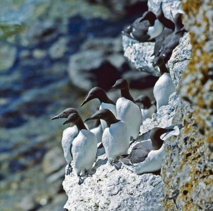 Guillemots in the 1960s