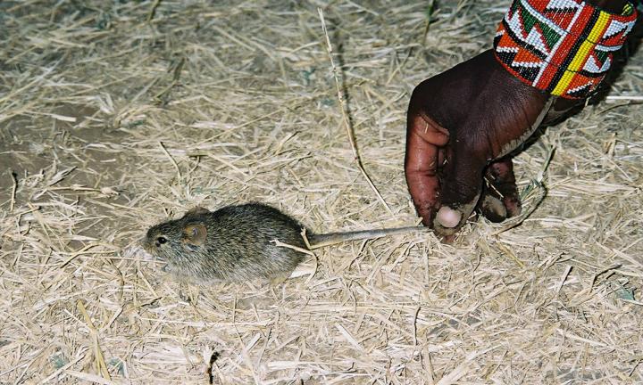 Maasai Mouse