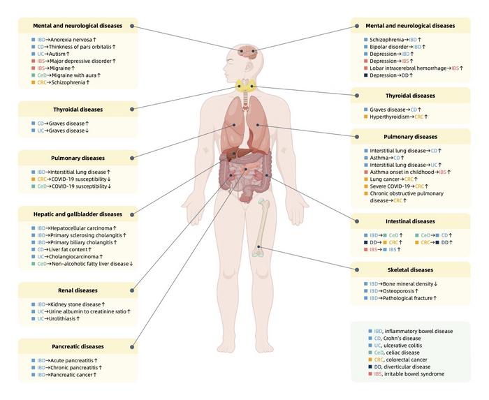 A summary of Mendelian randomisation associations between intestinal diseases and other systemic diseases.