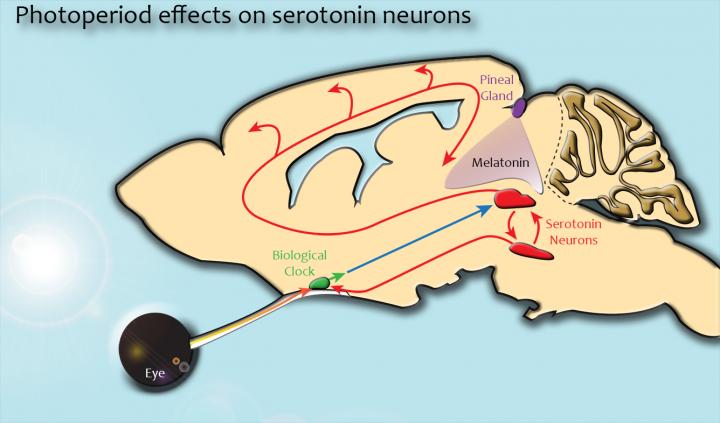 Photoperiod Links to Serotonin Neurons