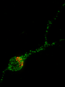 HSPTFGNeuron