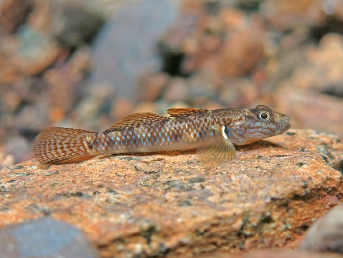 The new goby species, Rhinogobius estrellae