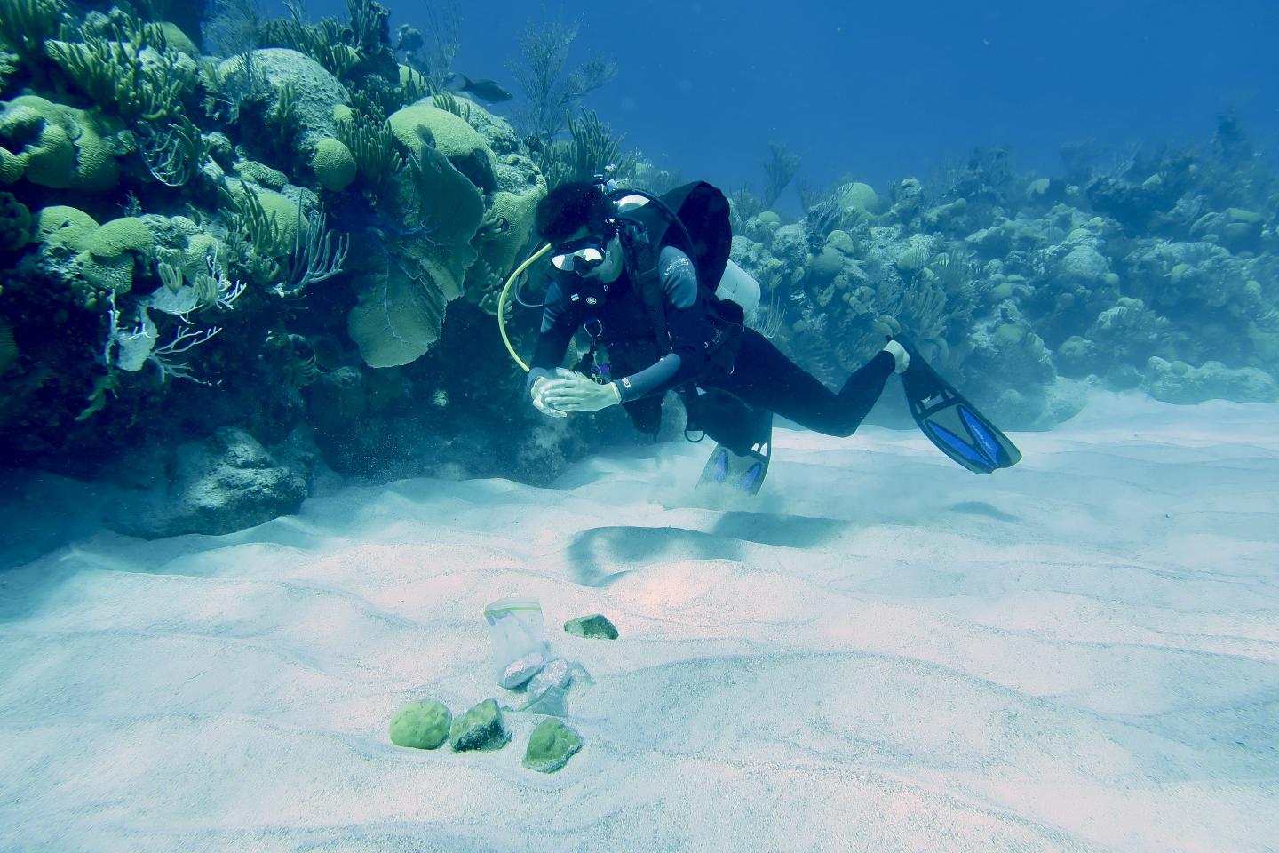 Kevin Wong Coral Transplantation