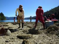 Ginevra Toniello and Dana Lepofsky Excavating a Several-Thousand-Year-Old Clam Garden