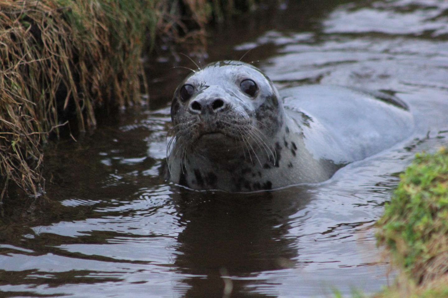 Grey Seal Pups that Use Pools Become Better Divers