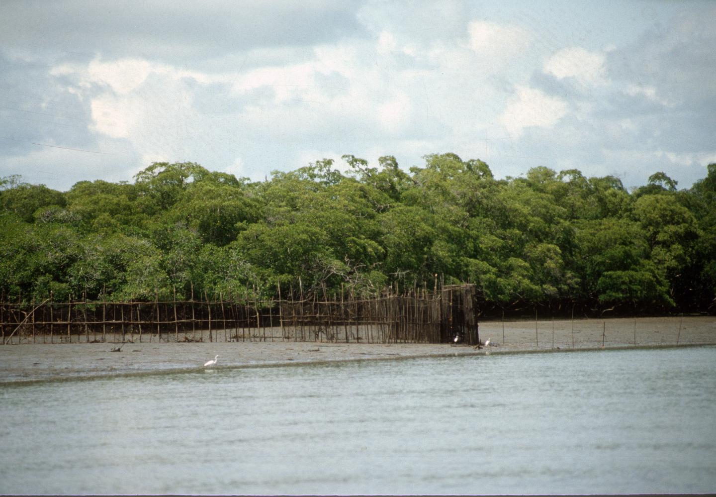 Intertidal Barrier Trap