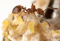 Why Do Farmer Ants Tolerate These Freeloading, Baby-Eating Parasites Anyway?
