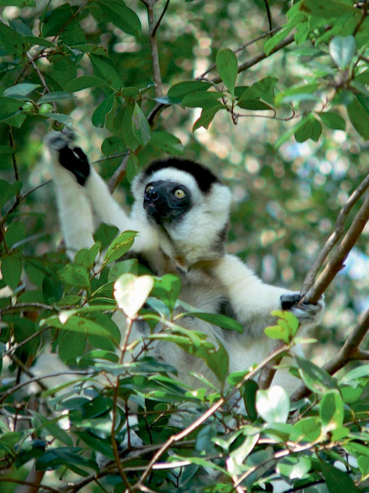 Verreauxs sifaka - Digital Image © Board of Trustees, RBG Kew