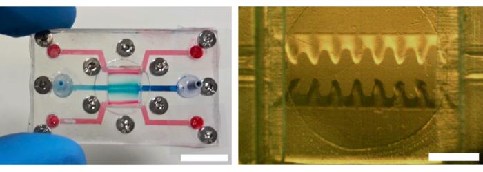 Microfluidic chip