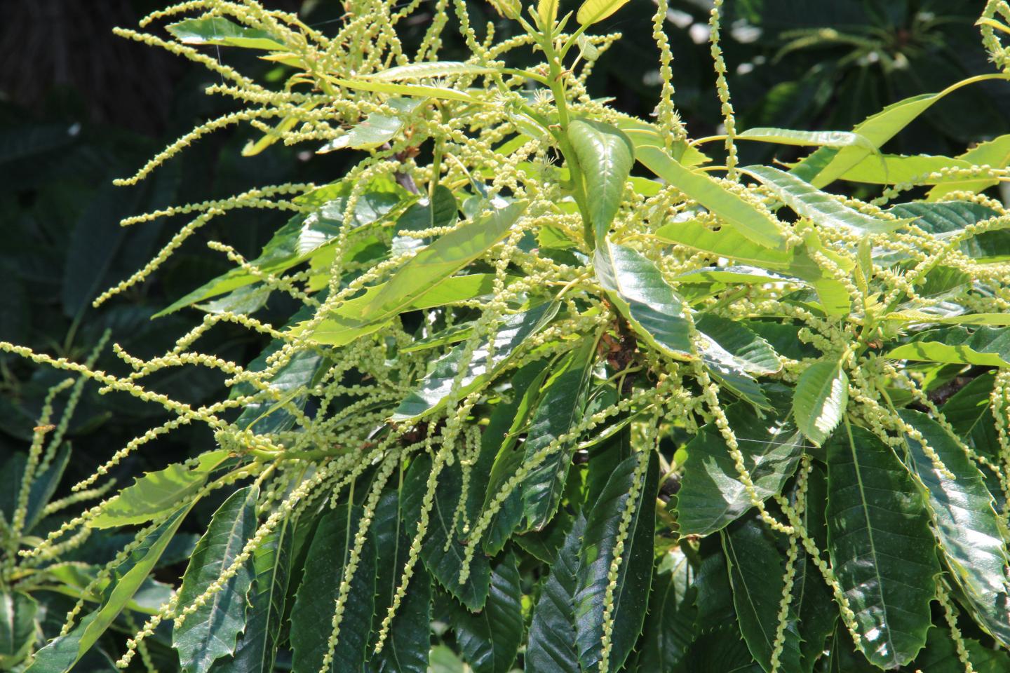 Chestnut Leaves