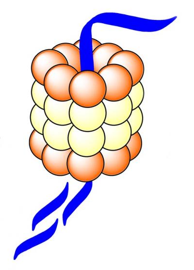 Proteasome Dismantles Amyloid Protein
