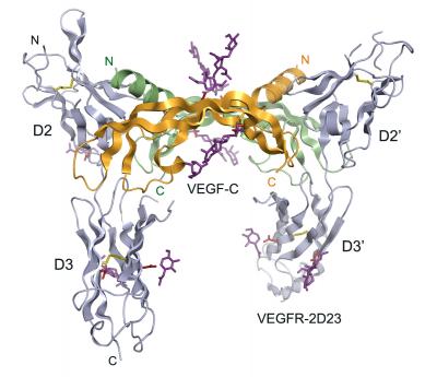 VEGF-C and VEGFR2