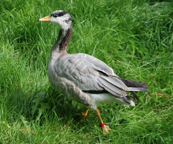 Bar-Headed Goose