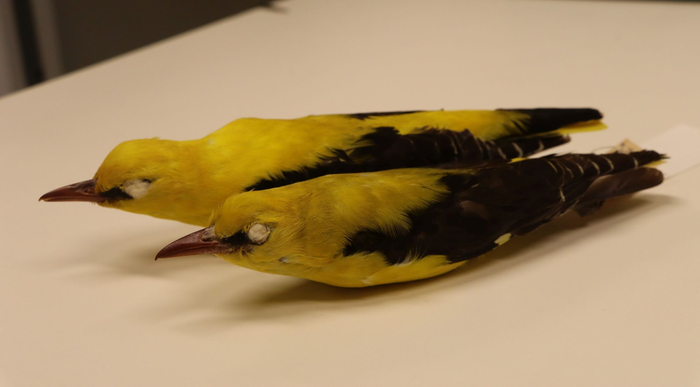 Historical Specimens from the collections of the Steinhardt Museum of Natural History.