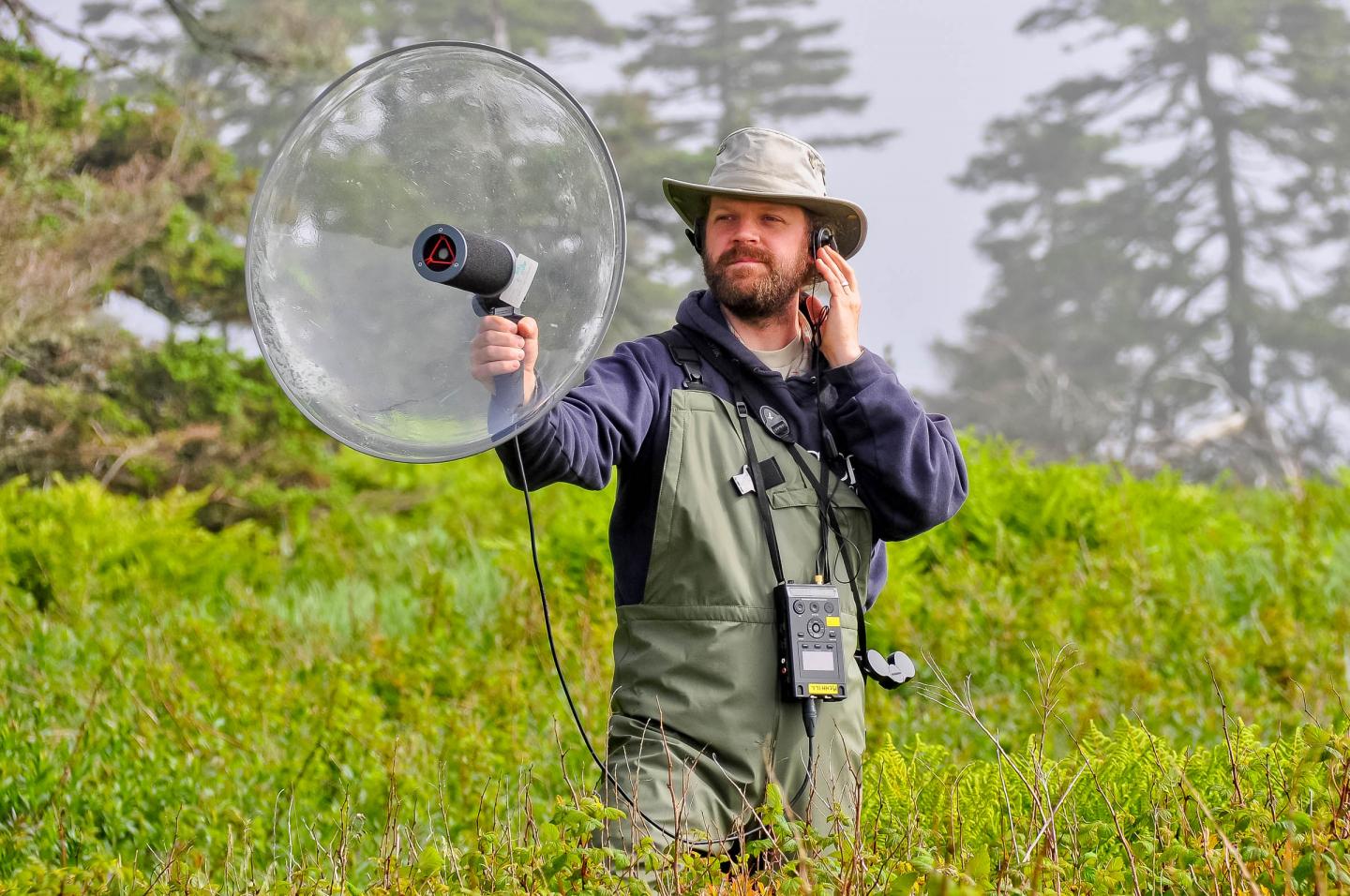 Research Broadcasting Songs to Sparrows