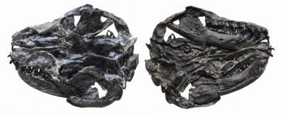 <i>Liaoconodon hui</i> Skull