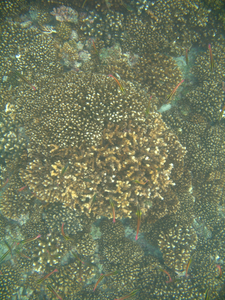 Coral reefs at Isla San Pedrito