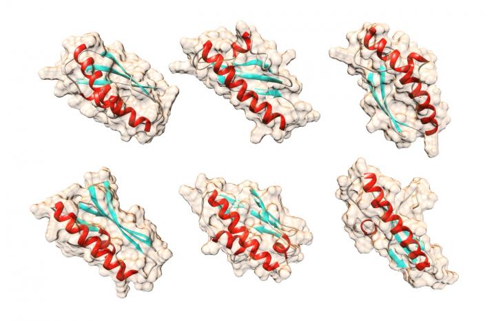 Possible Shapes of Bsc4 Protein