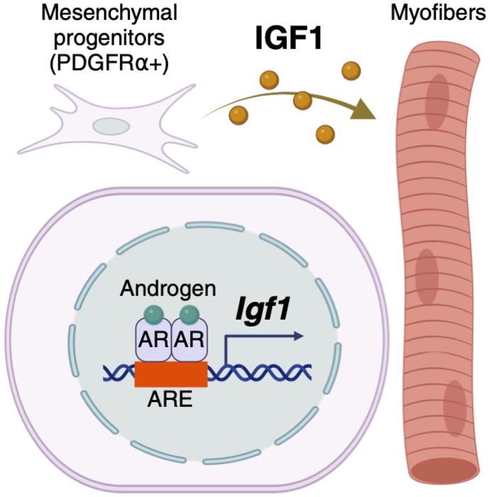 【Figure3】Conceptual diagram of skeletal muscle control mechanism by AR