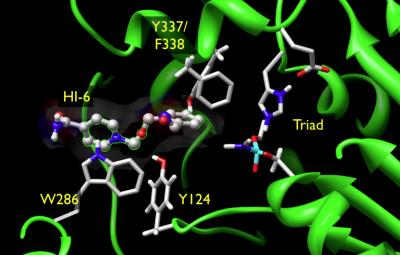 Simulations Help Unlock Regeneration of 'Aged' Enzymes