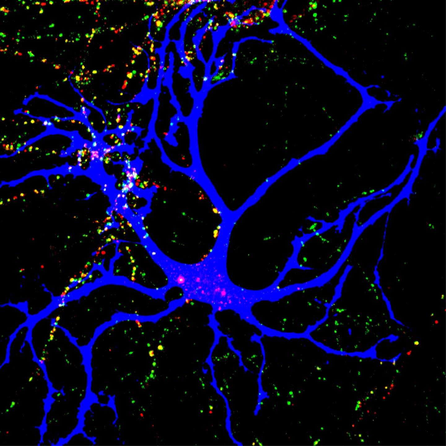 Eroglu Astrocytesynapse
