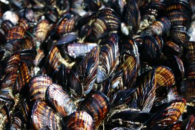 Adult Mussels