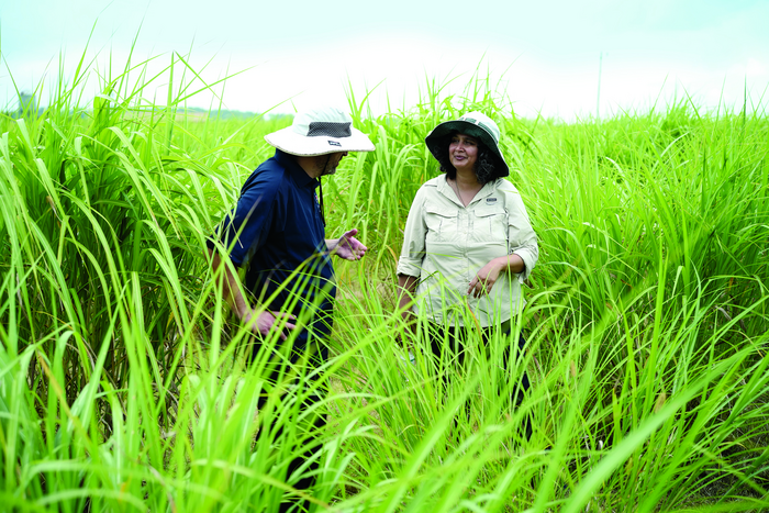 CABBI  miscanthus gene-editing