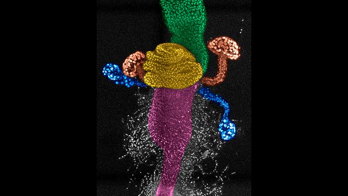 Invisible Anatomy in the Fruit Fly Uterus