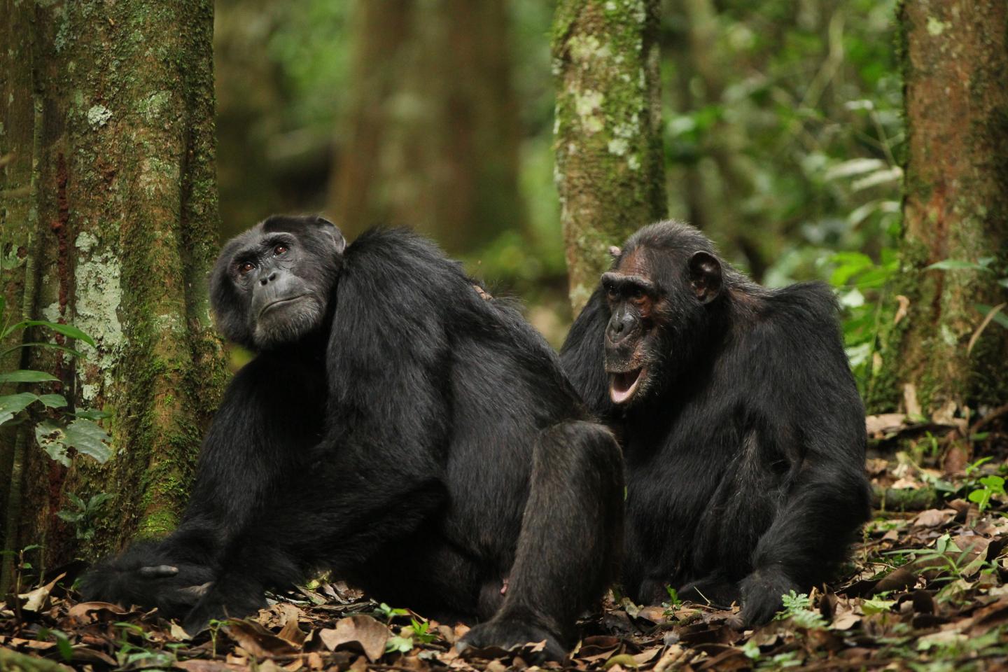 Chimps and Bonobos Had a Fling in the Past (11 of 12)