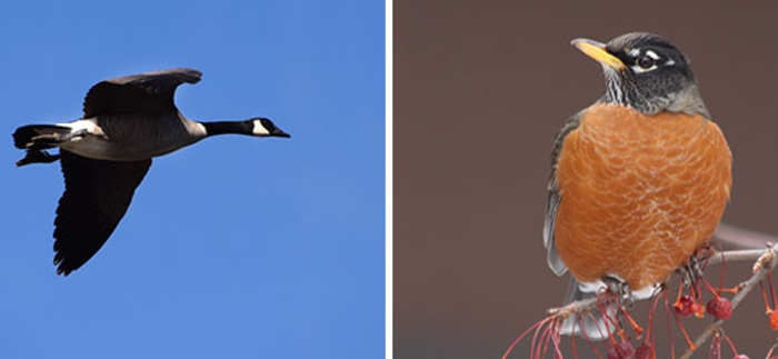 Canada Goose and American Robin