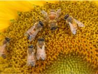 Bees on Sunflower