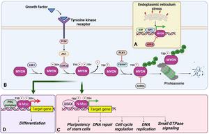 Regulation of MYCN.