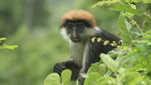 Red Colobus Monkeys in Tanzania