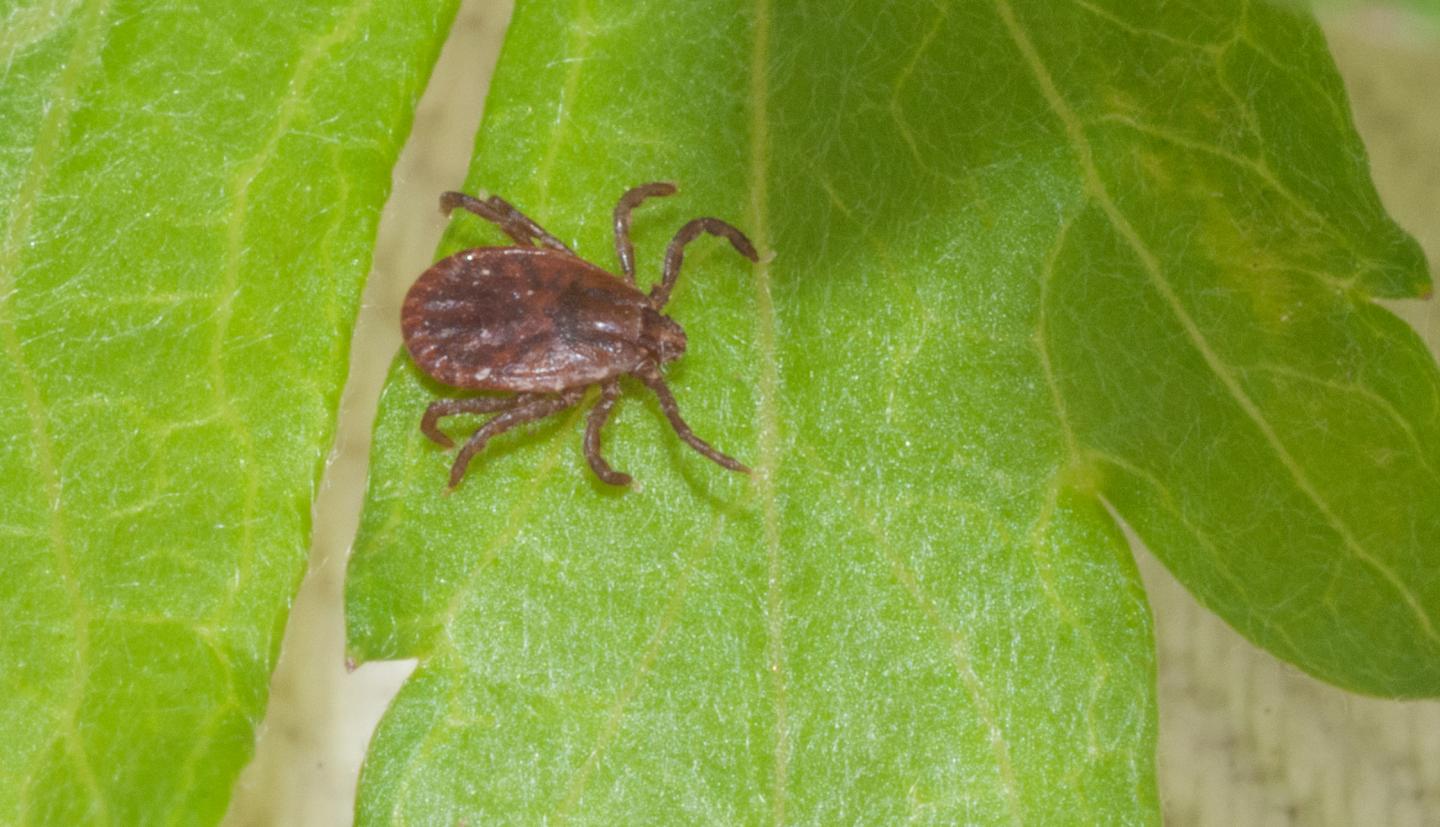 Adult Female Asian Longhorned Tick