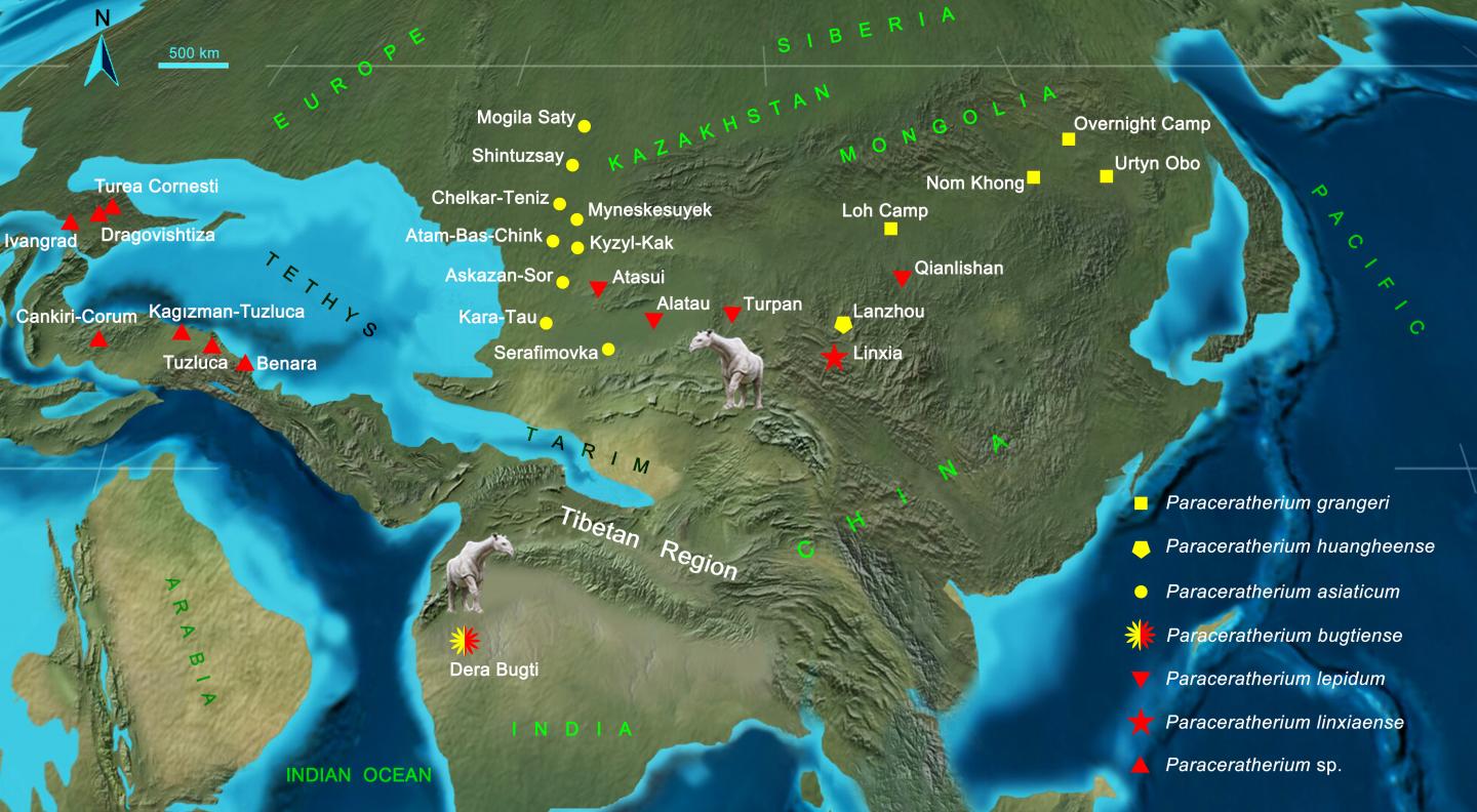Distribution and Migration of <i>Paraceratherium</i> in the Oligocene Eurasia