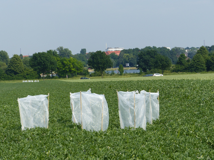 Experiment in the field to exclude pollinators.