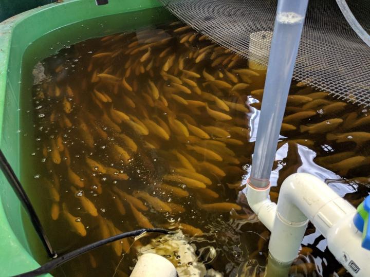 Tilapia Swim in the Fish Tank Portion of An Aquaponic System in Todd Guerdat's Lab