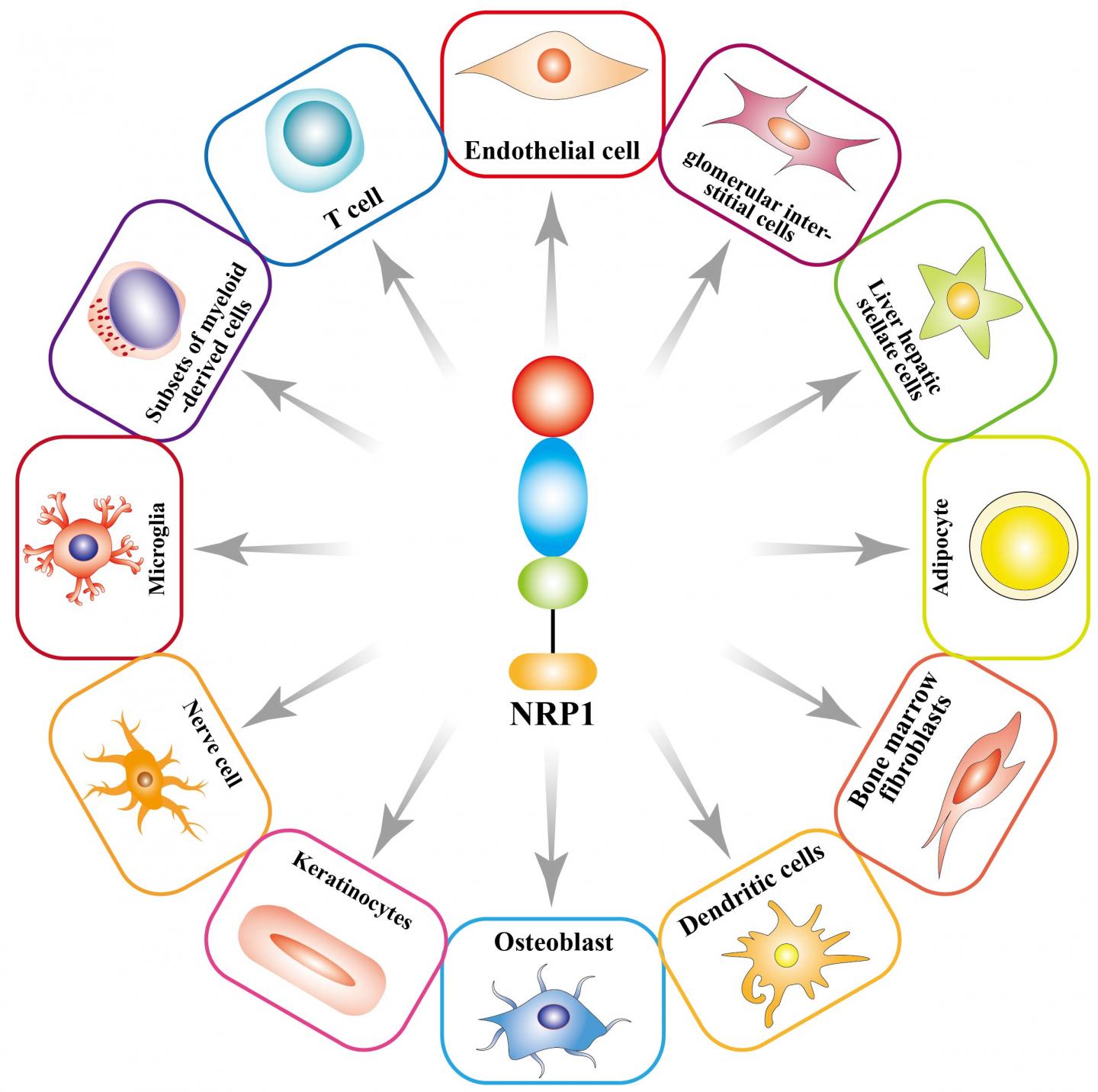 Unlocking New Avenues for Curing Cancer
