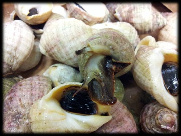 White Rock Sea Snail (<em>Dicathasis Orbita</em>), Common in Australia