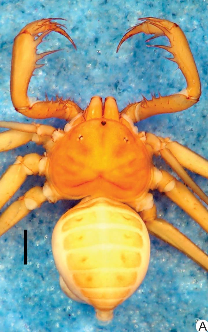 Eight New Species of Whip Spider Found in the Brazilian Amazon