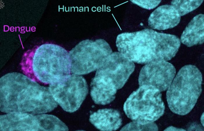 Stowers scientists explain new findings surrounding how dengue virus infects its mosquito and human hosts