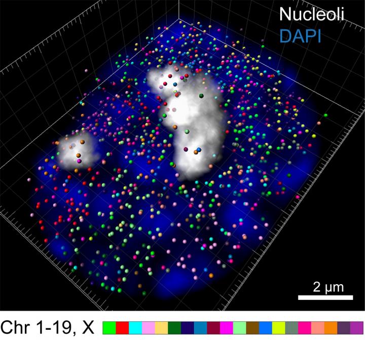 Visualizing Transcription in An Embryonic Cell